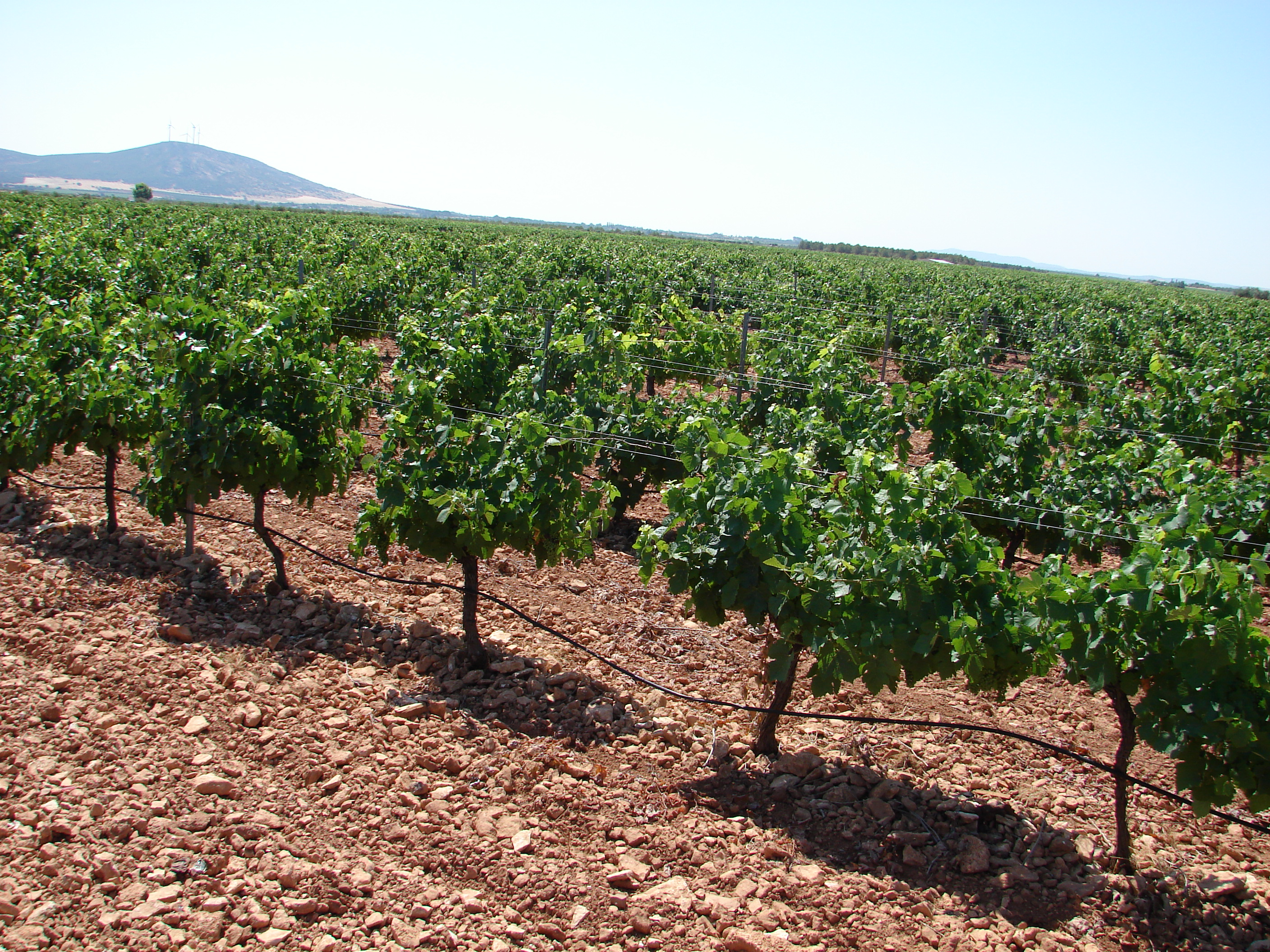 Spanish vineyard rows in Valdepeñas wine region with red clay soil